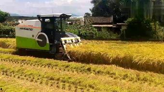 国产油菜水稻收割机视频,高效便捷的农业革新利器