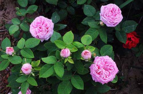 国产月季切花好养吗视频,国产月季好养易活，轻松养出美丽花朵