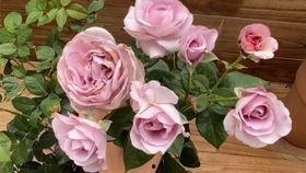 国产月季切花好养吗视频,国产月季好养易活，轻松养出美丽花朵