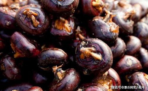 国产马蹄筋视频,传承与创新，揭秘传统工艺的现代化之路