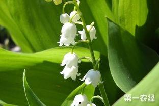 国产铃兰繁殖快吗视频讲解,快速繁殖技巧解析