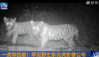 国产回虎影像视频