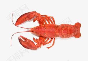 国产鳌虾好吃么知乎视频,品尝地道国产海鲜的味蕾之旅