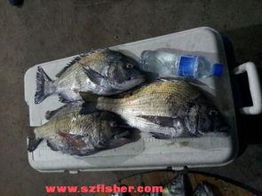 狂拉鱼货视频在线观看国产,国产生态养殖的精彩瞬间